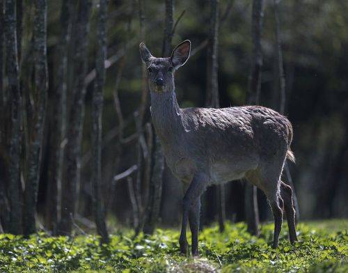 Лесной олень
