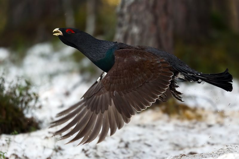 Глухарь полётный. фото превью