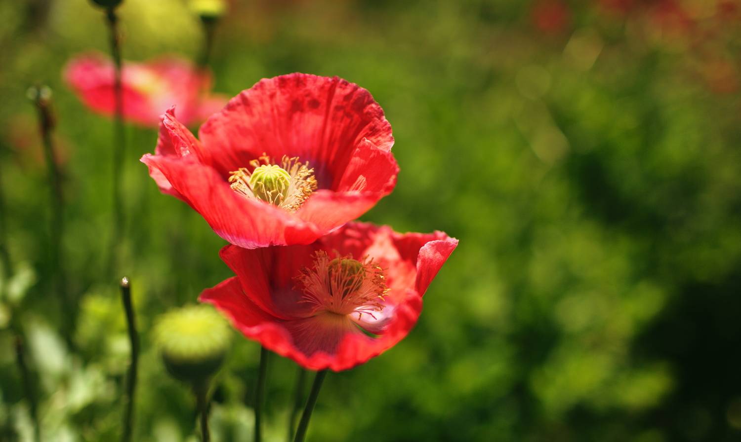 Маки, Lilia Tkachenko