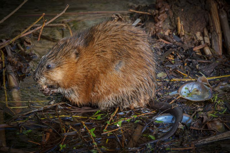 Ондатра фото превью