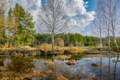 Погожий денёк. Суворощь
