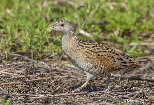 Corn crake