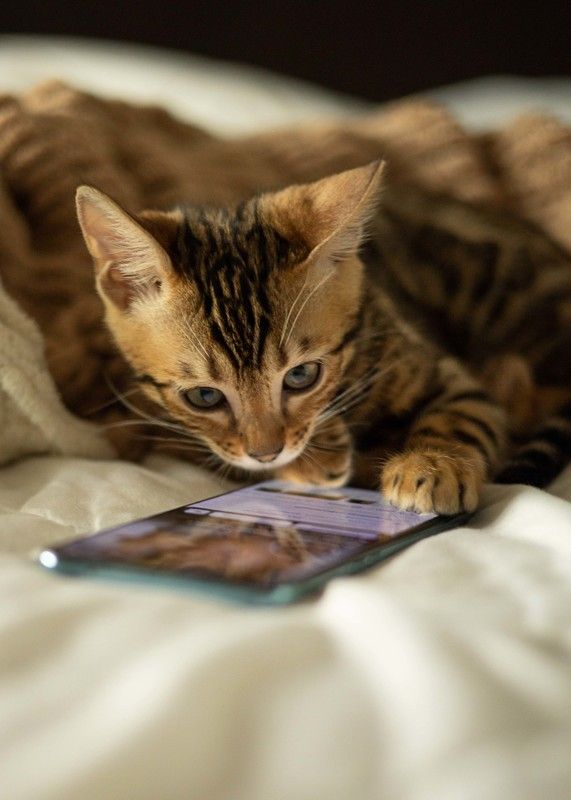 Я тебе поставлю лайк, лайк, лайк, лайк, лайк... фото превью