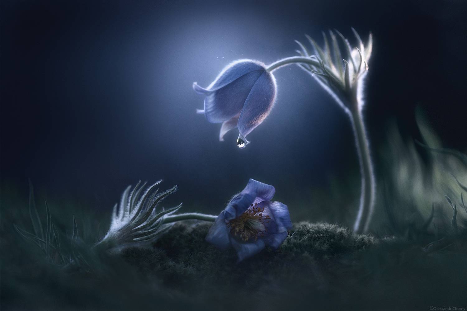 весна, макро истории, сон-трава, макро красота, волшебство, любовь, печаль, разлука, нежность, фотографчорный, сашачорный,, Чорный Александр