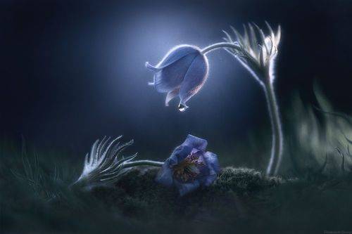 Хрупка, как сон, Прекрасна, как мгновенье...