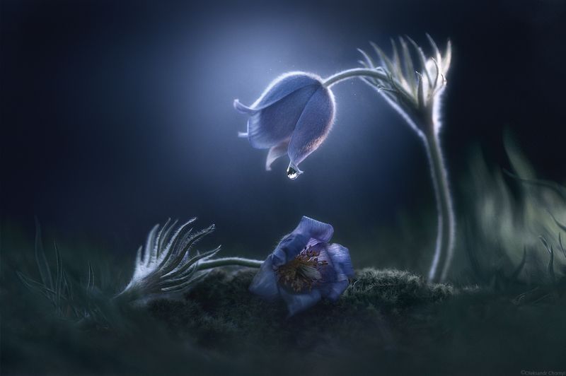 весна, макро истории, сон-трава, макро красота, волшебство, любовь, печаль, разлука, нежность, фотографчорный, сашачорный, Хрупка, как сон, Прекрасна, как мгновенье... фото превью