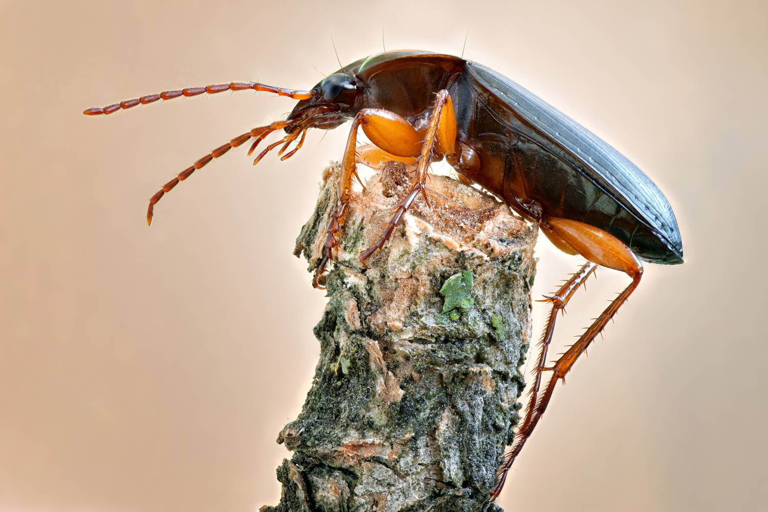 , Антон Финевич