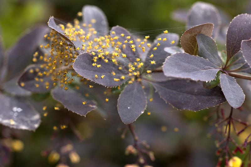 Паучки фото превью