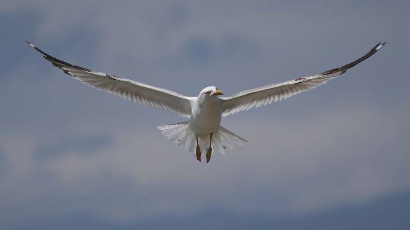 Джонатан фото превью