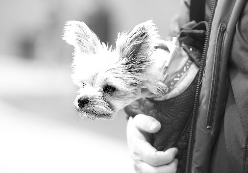 чб фото, уличное фото, собаки, домашние животные  фото превью