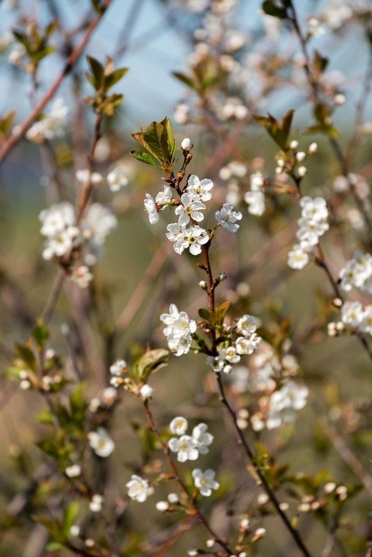 Весна как полуЛетье... фото превью