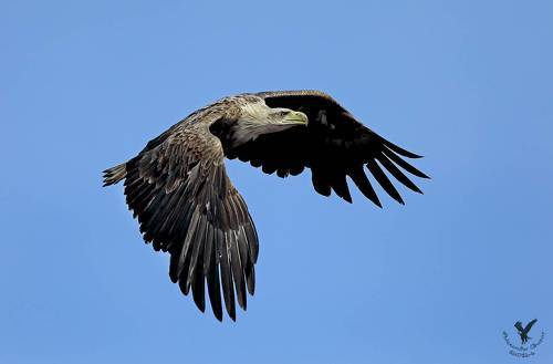 Повелитель неба.