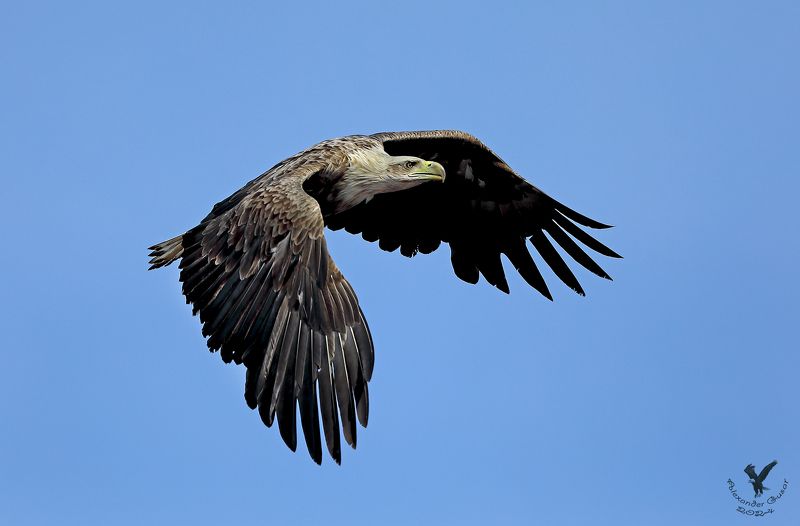 орлан белохвост. Повелитель неба. фото превью
