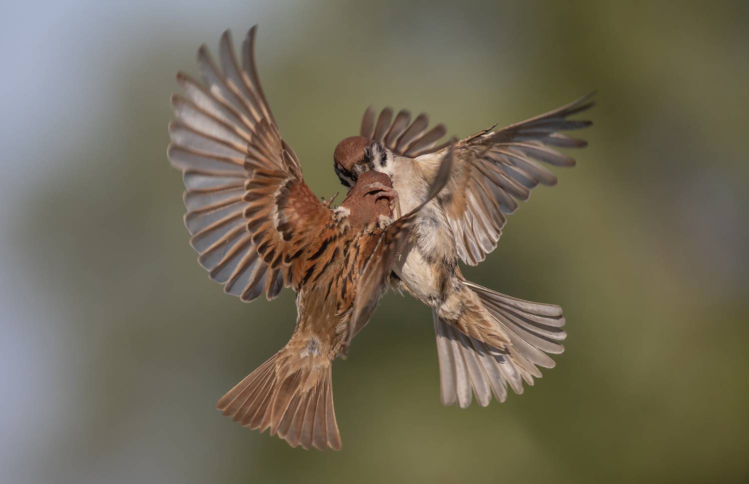 Птицы , воробьи, Наталья