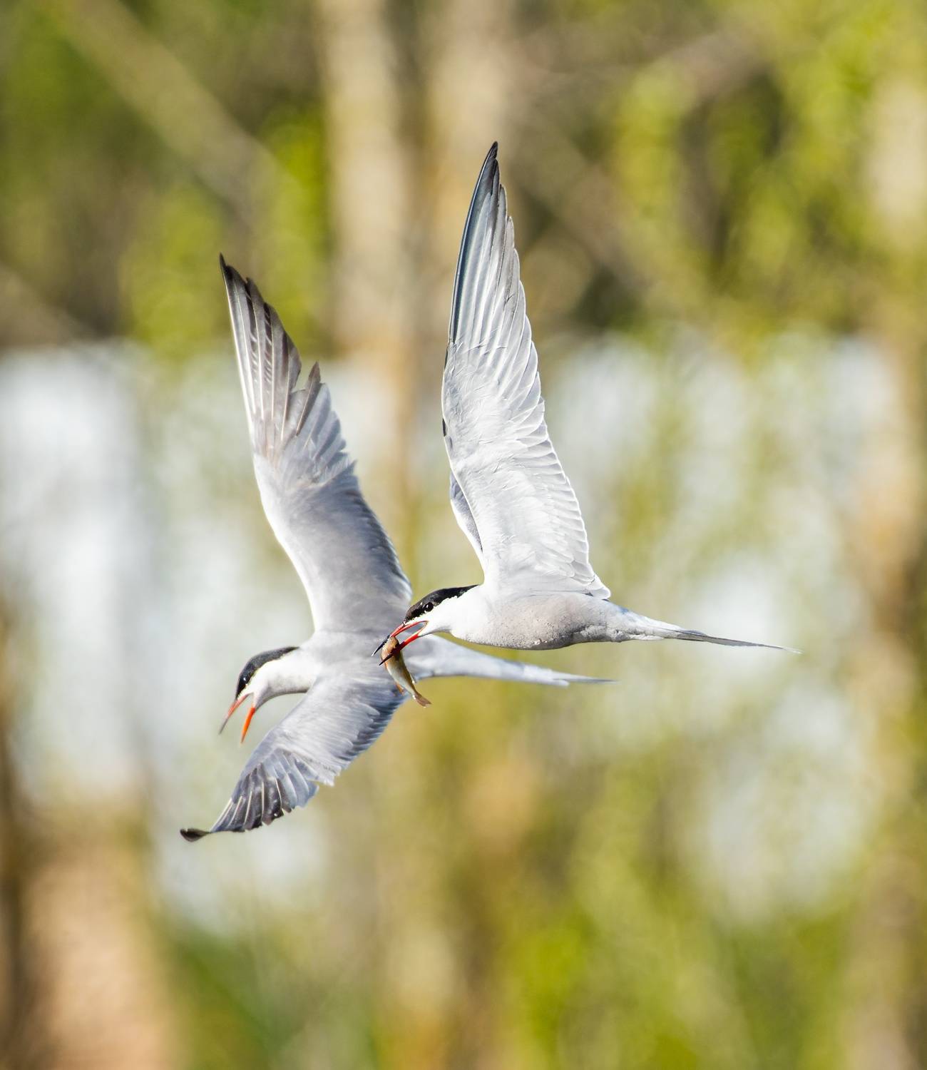 , Дэм Константин