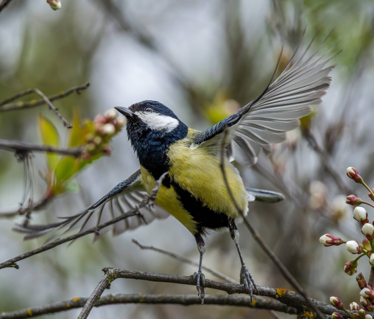 , Дэм Константин