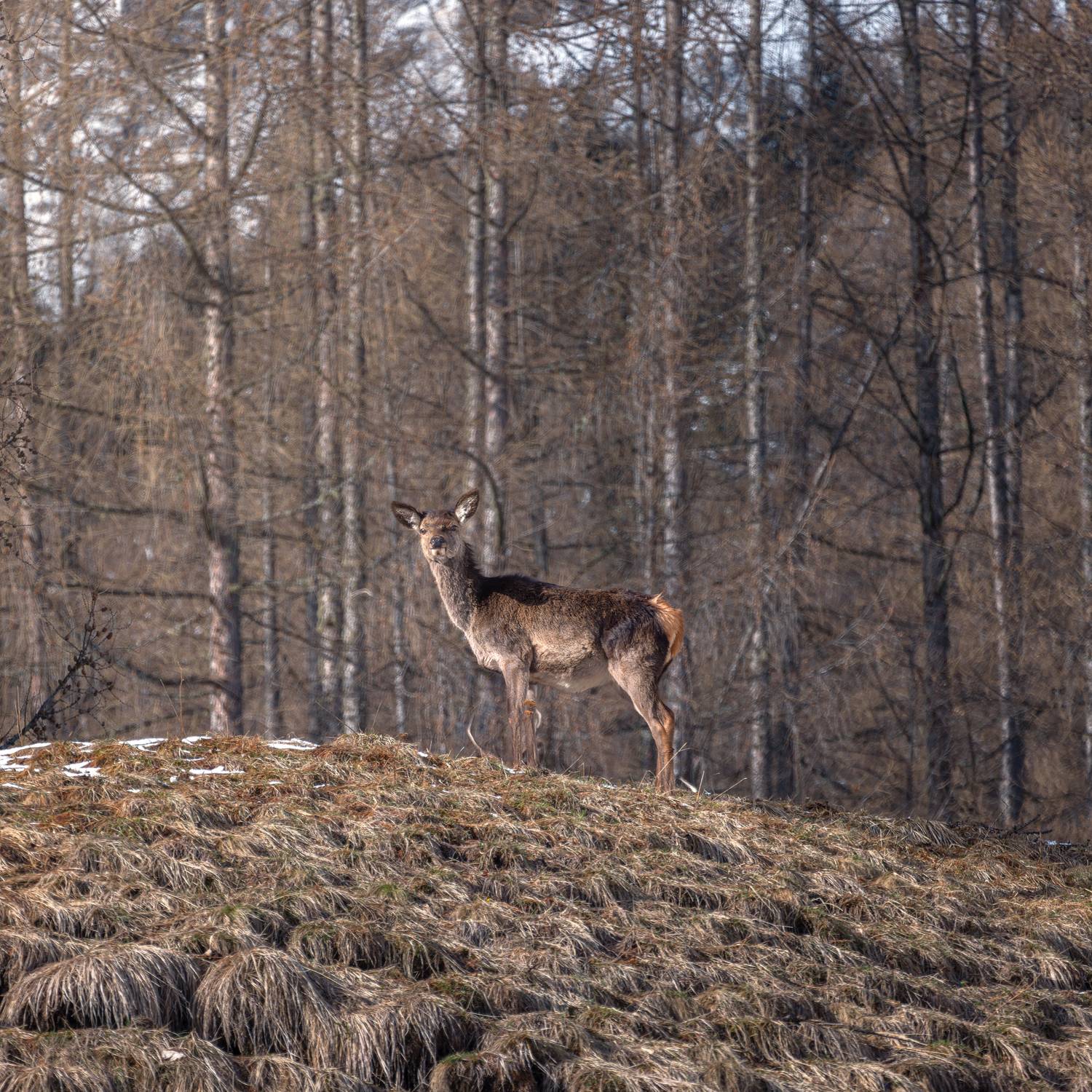 , Сергей Быков