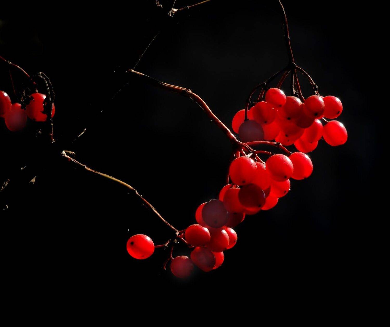 , Савоцкий Роман