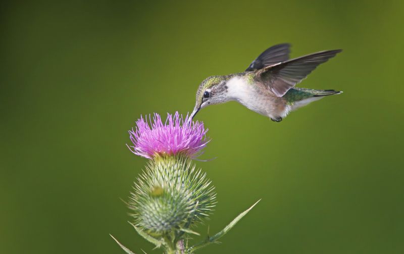 Нектар репейника фото превью