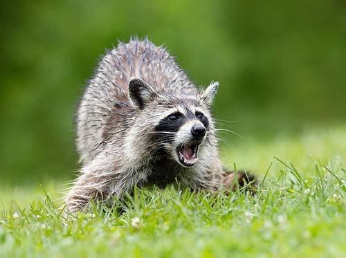 Енот-полоскун -Raccoon