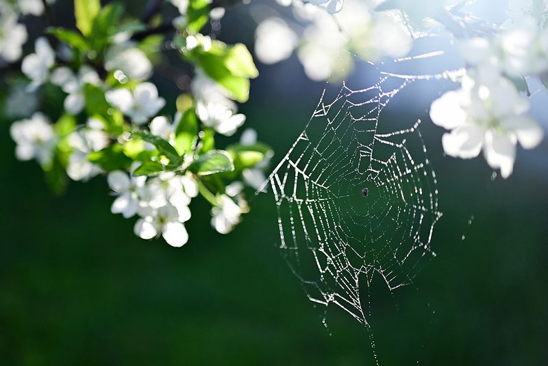 Свежая ловушка фото превью