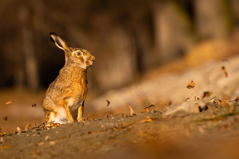 Hare фото превью