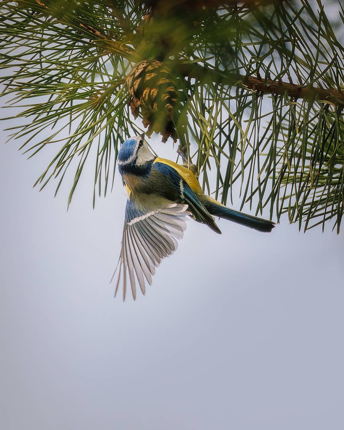 , Загруев Михаил