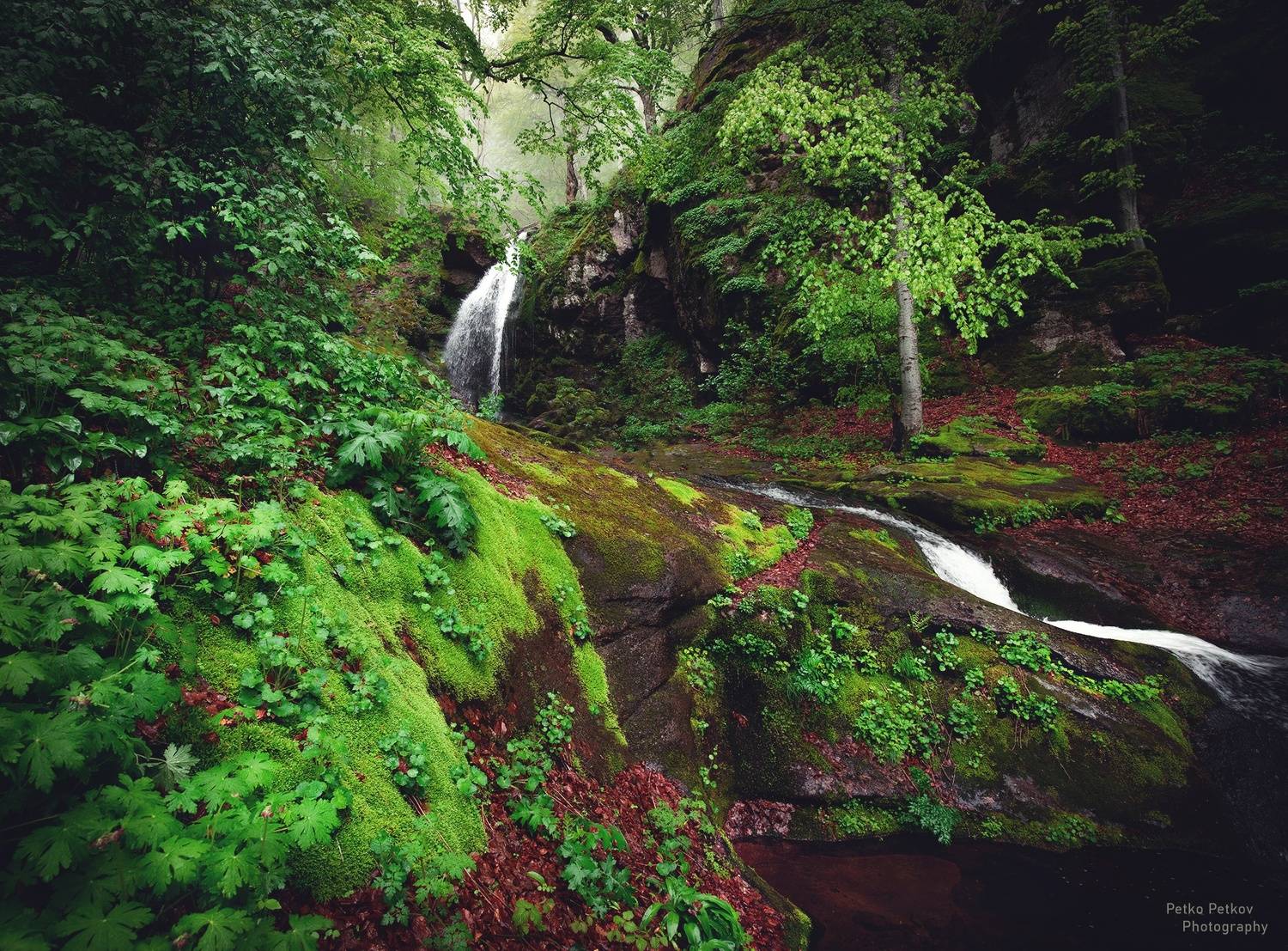 , Петко Петков