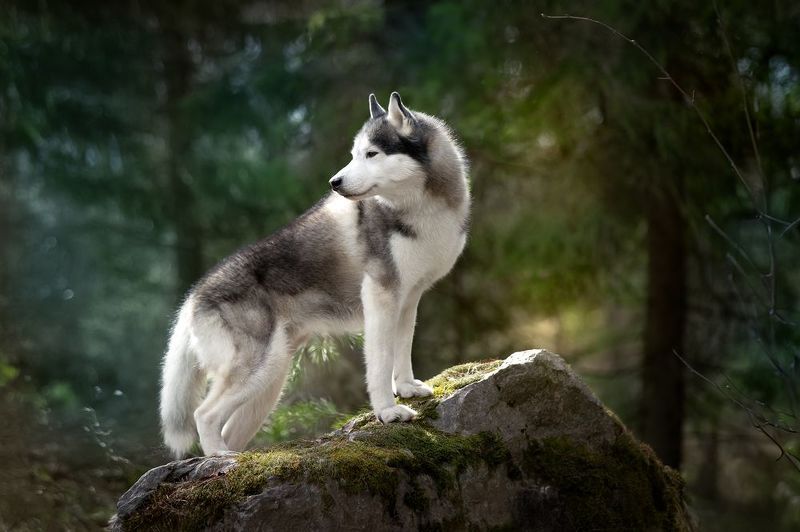 Помски фото превью