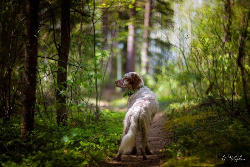 английский_сеттер, портрет На прогулке с английским сеттером фото превью