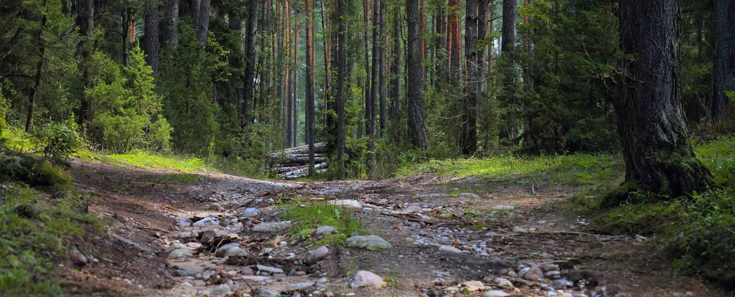 лето, лес, дорога,, Сергей Шабуневич