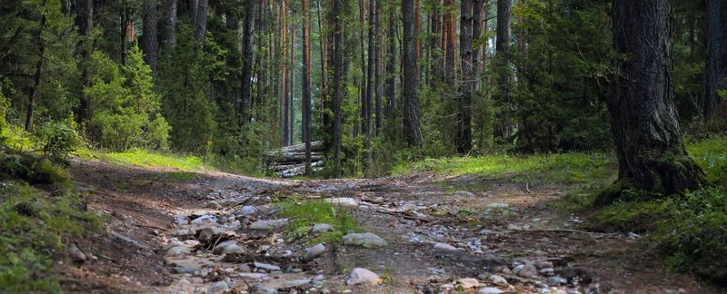 лето, лес, дорога, Летняя фото превью