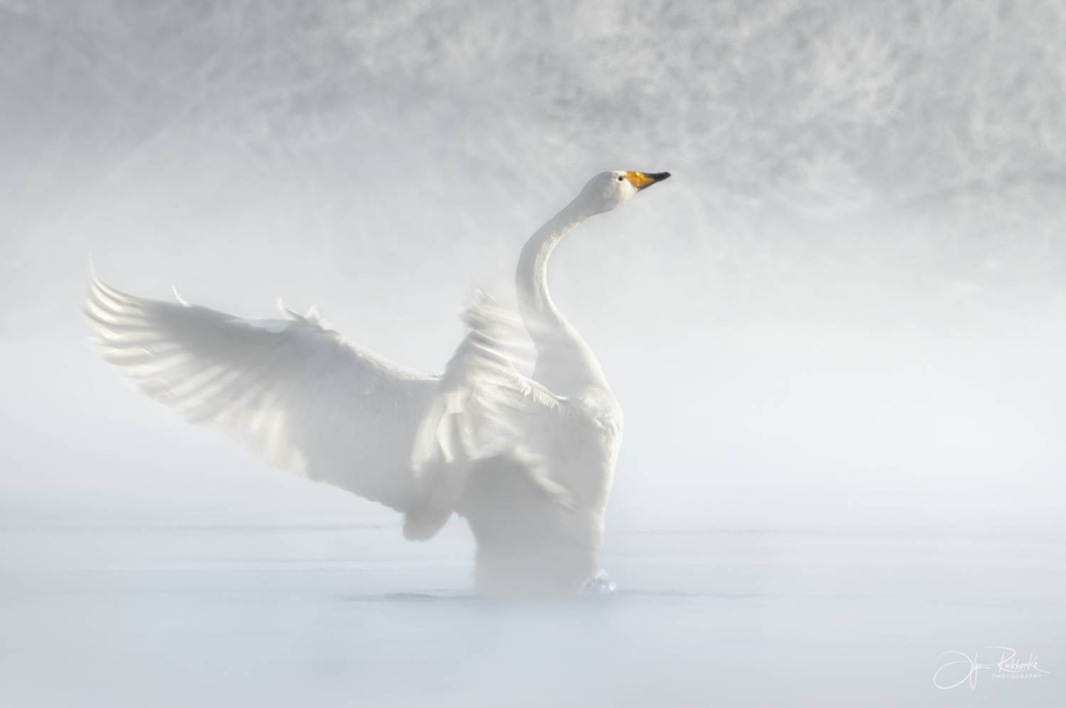 лебедь, алтай, алтайский край, лебедь-кликун, озеро светлое, swan, swans, Рудченко Ольга