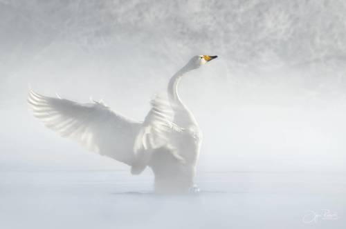 На крыльях зимы