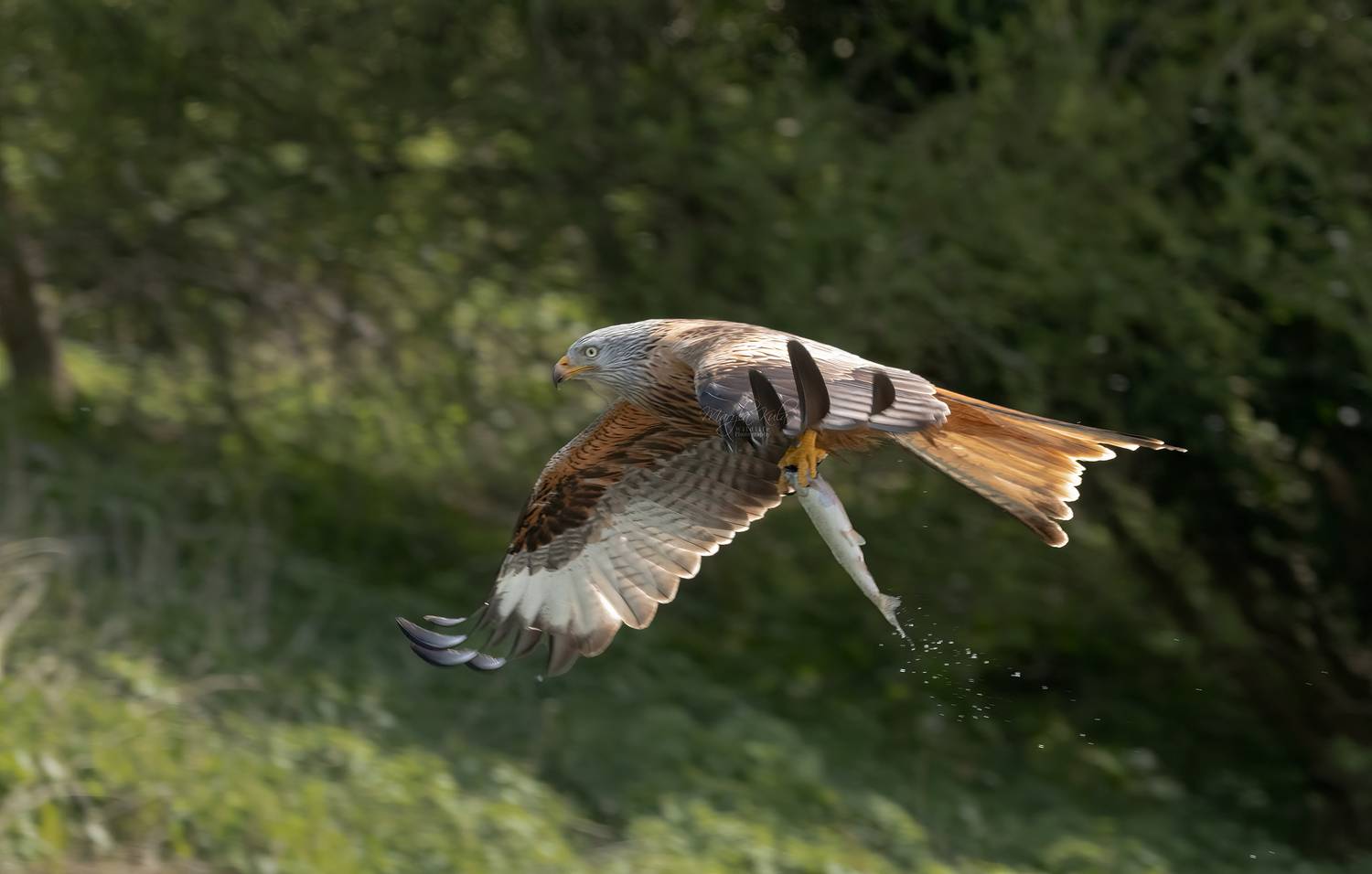 red kite, birds, birds of prey, action, flight, nature, wildlife, canon, MARIA KULA