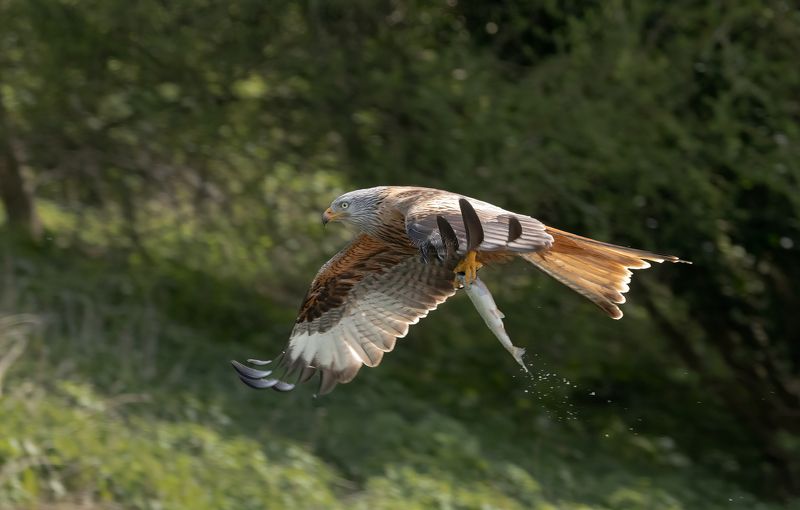 red kite, birds, birds of prey, action, flight, nature, wildlife, canon Red Kite with fish фото превью