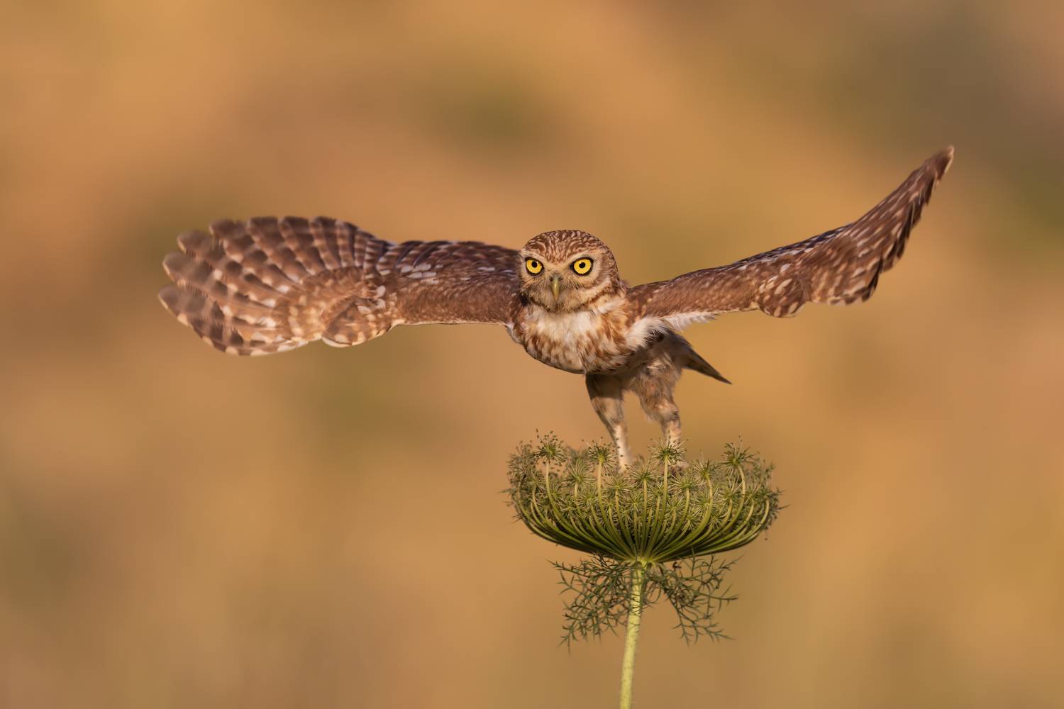 , Фруман Евгений