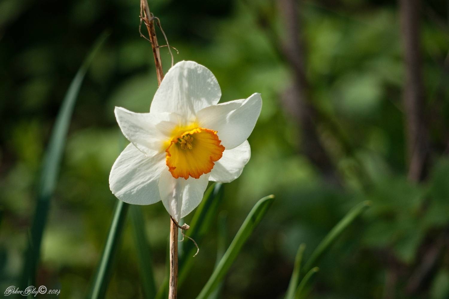 , Орлов Олег