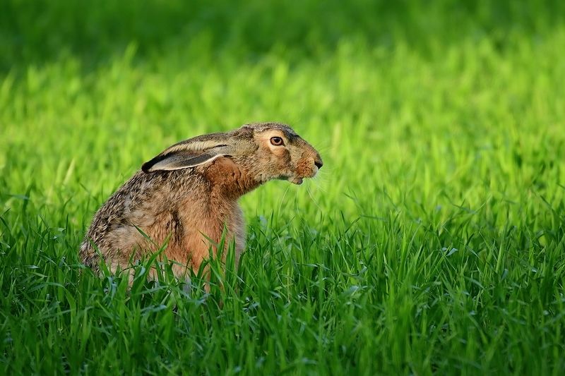 Зайцы фото превью
