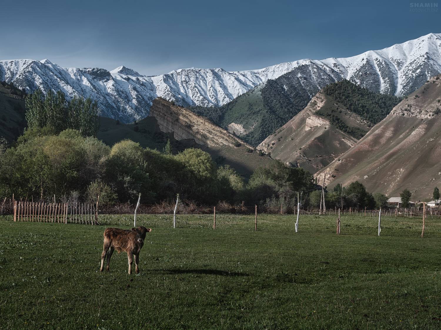 , Константин Шамин