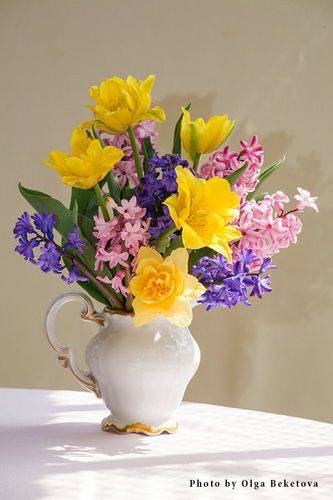 Нарциссы и гиацинты