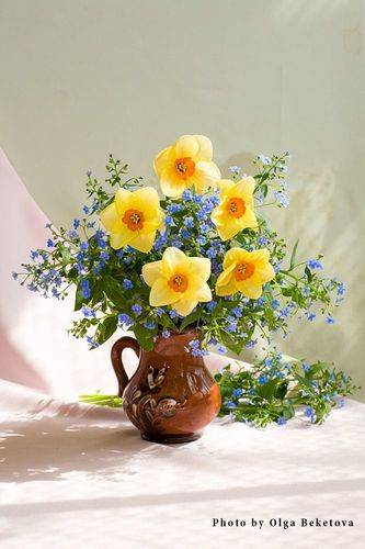 Нарциссы и незабудки