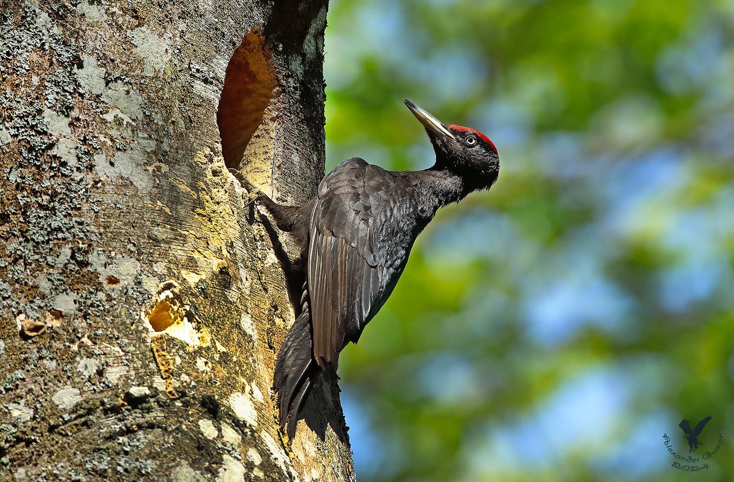 желна., Гусар Александр
