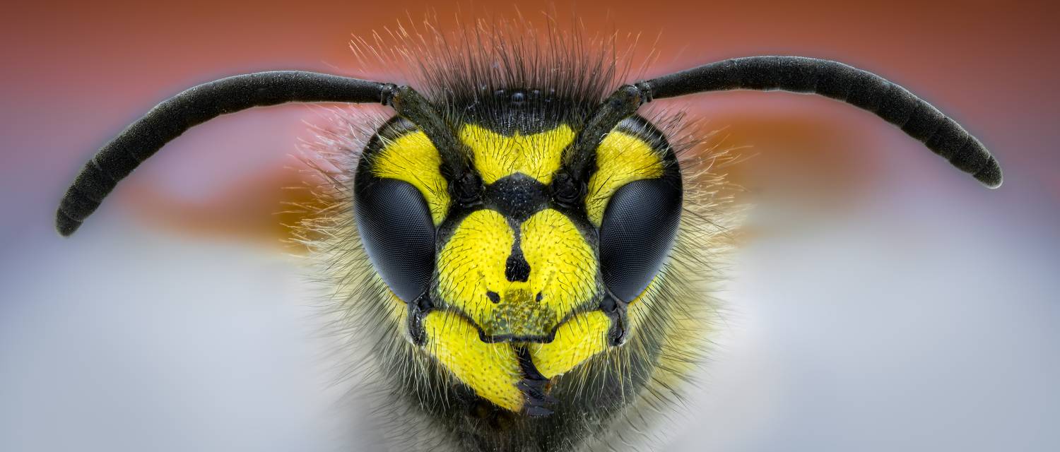 insect, beetle, bug, bugs, leaf, grass, macro, spring, love, wasp, yellow jacket, sting, Atul Saluja