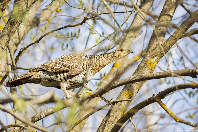 солнце, россия, рассвет, природа, подмосковье, погода, пейзажи, пейзаж, отражение, наукоград, красота, дубна, вода, весна, weather, water, spring, russia, reflection, naukograd, nature, moscow, landscape, dawn, canon, dubna, beauty Глухарка. фото превью