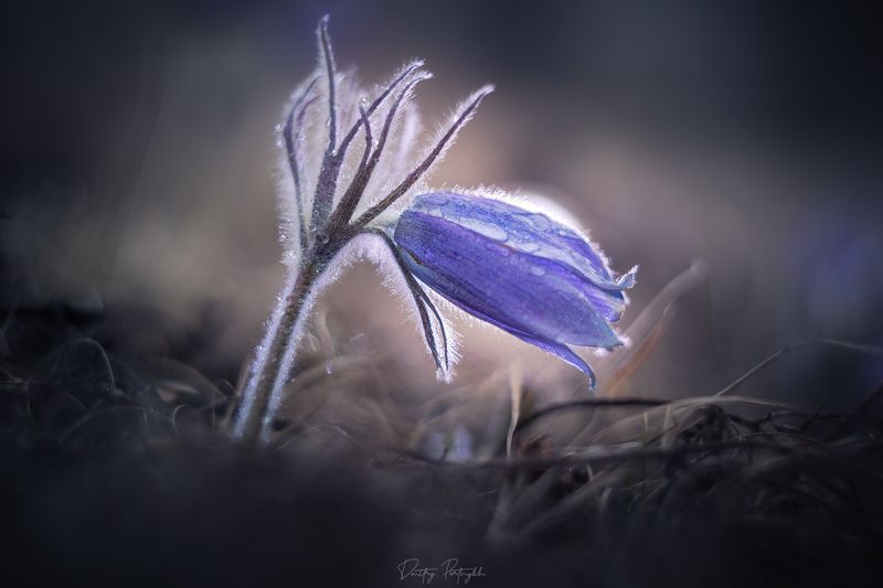 сон-трава, сон трава, ургульки, первоцветы, подснежники, чита, забайкальский край, забайкалье, закат, пейзаж, природа Сон-трава фото превью