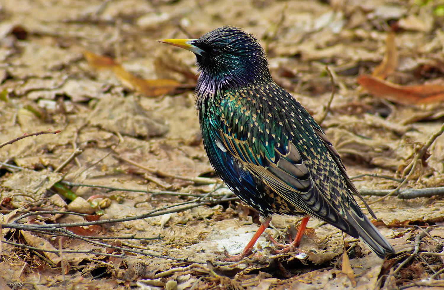 , Наталья Екимова