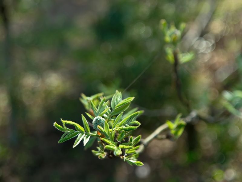 Пробуждение фото превью