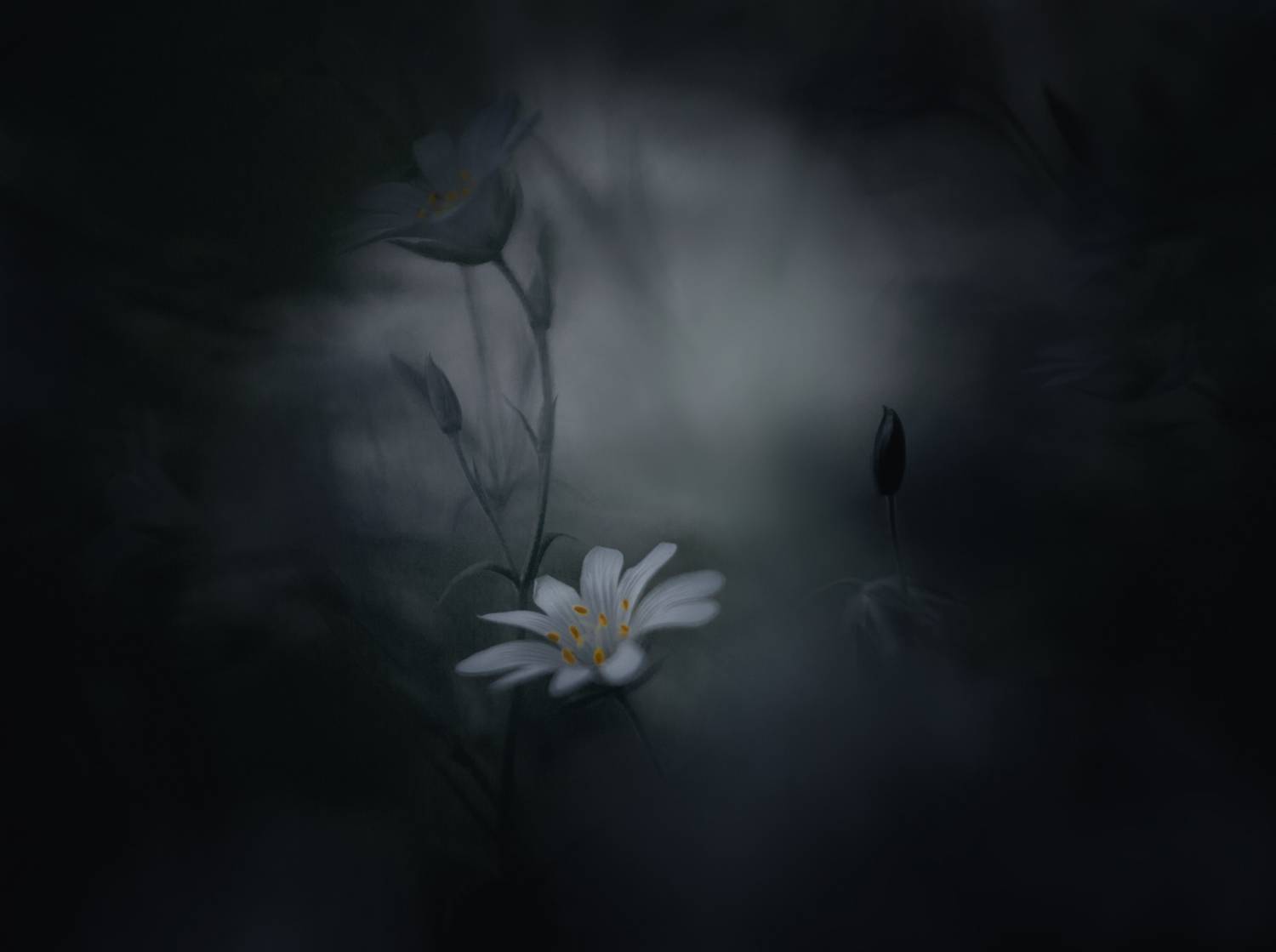 лес, свет, утро, природа, цветок, Баранов Олег