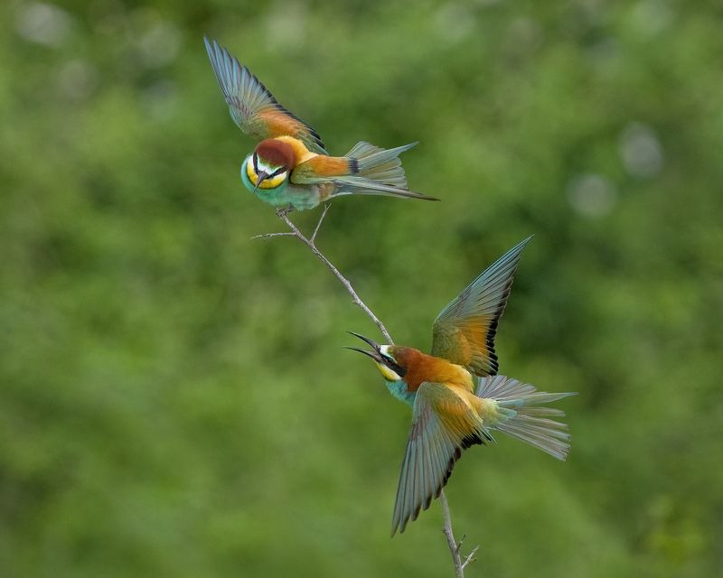 Щурки фото превью